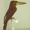 Image of Ruddy Kingfisher