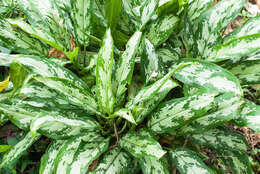 Imagem de Aglaonema commutatum Schott