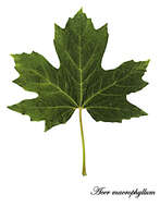 Image of maple