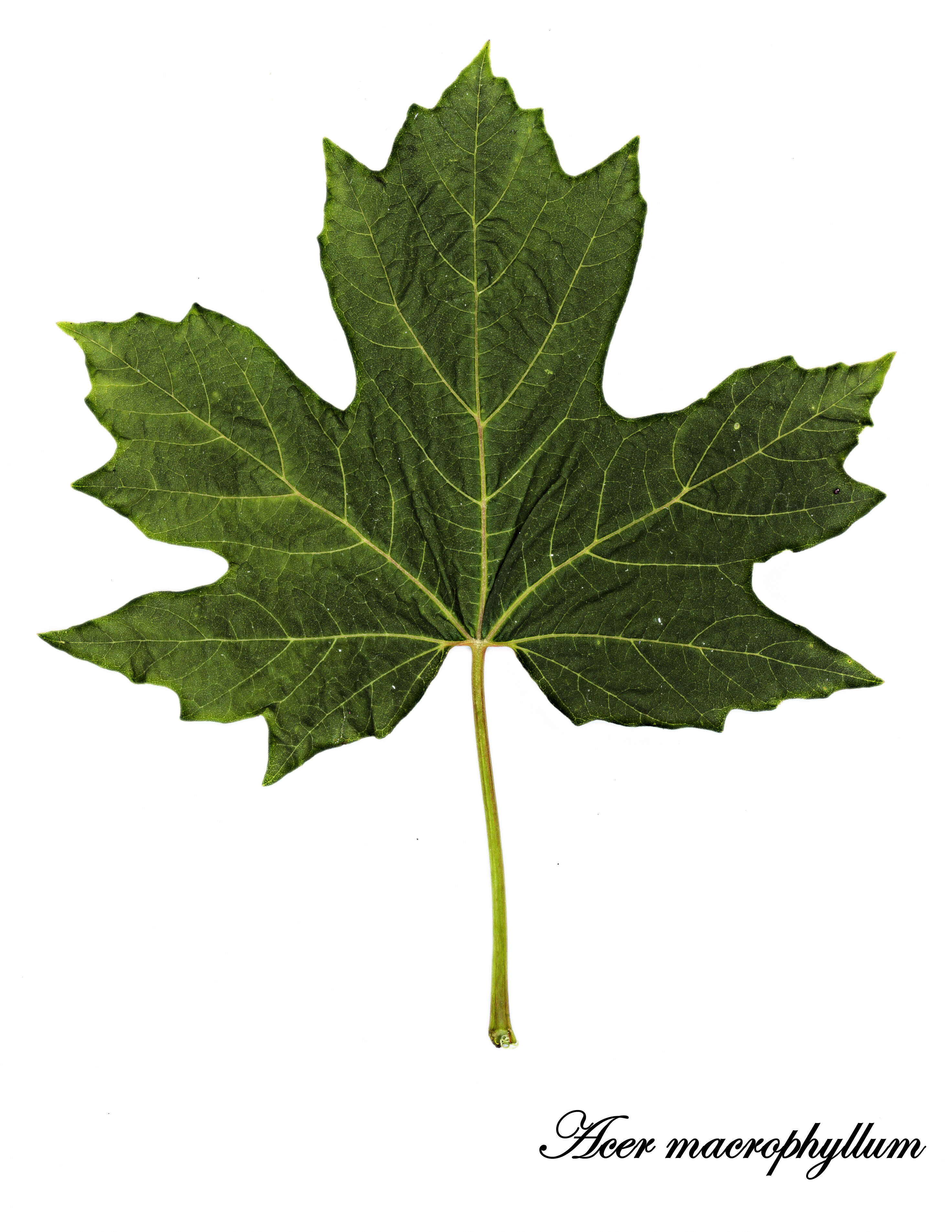 Image of maple