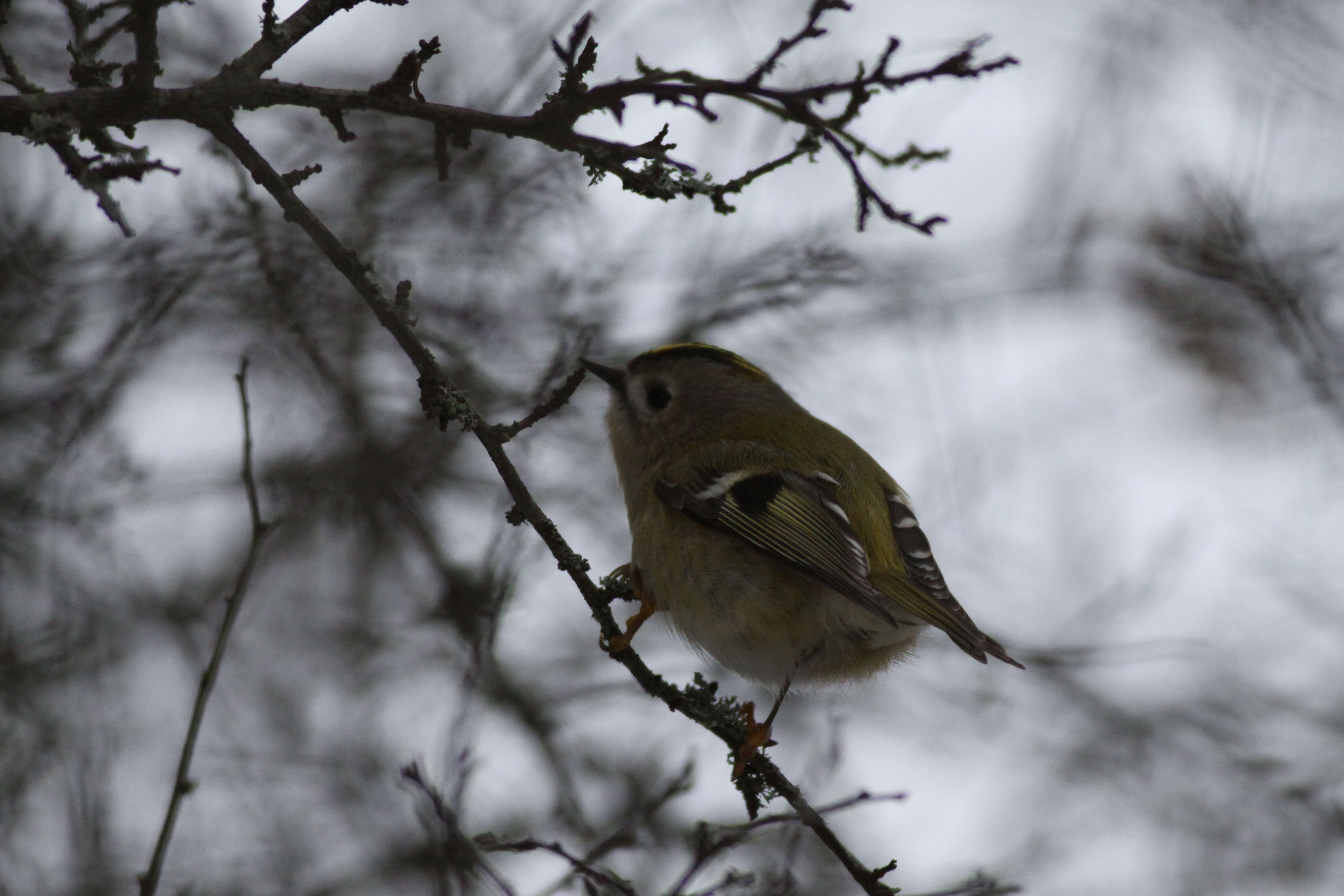 Image of goldcrests and kinglets