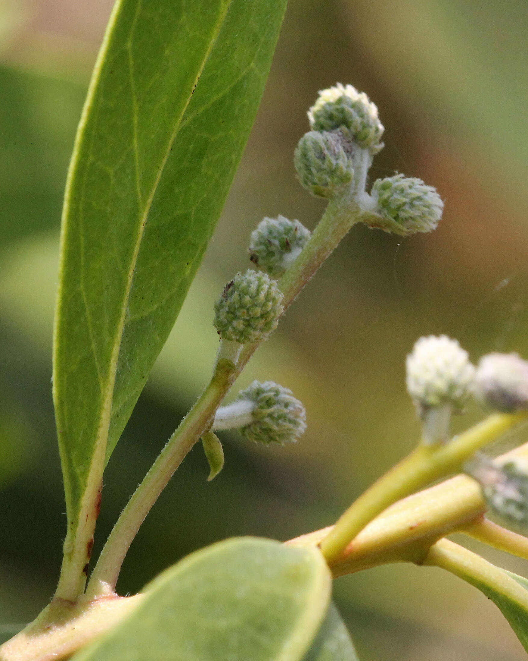 Image of mangrove