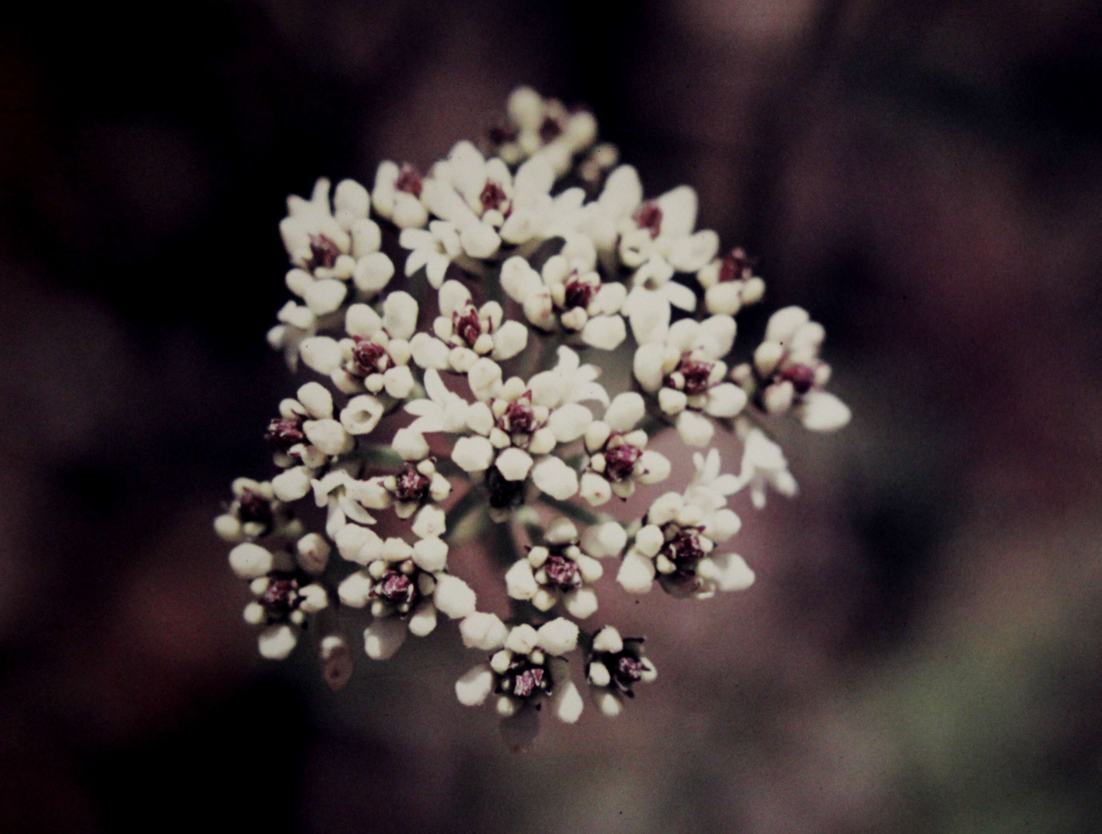 Conospermum longifolium