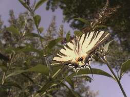 Image of Iphiclides