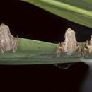 Image of Alpine Tree Frog