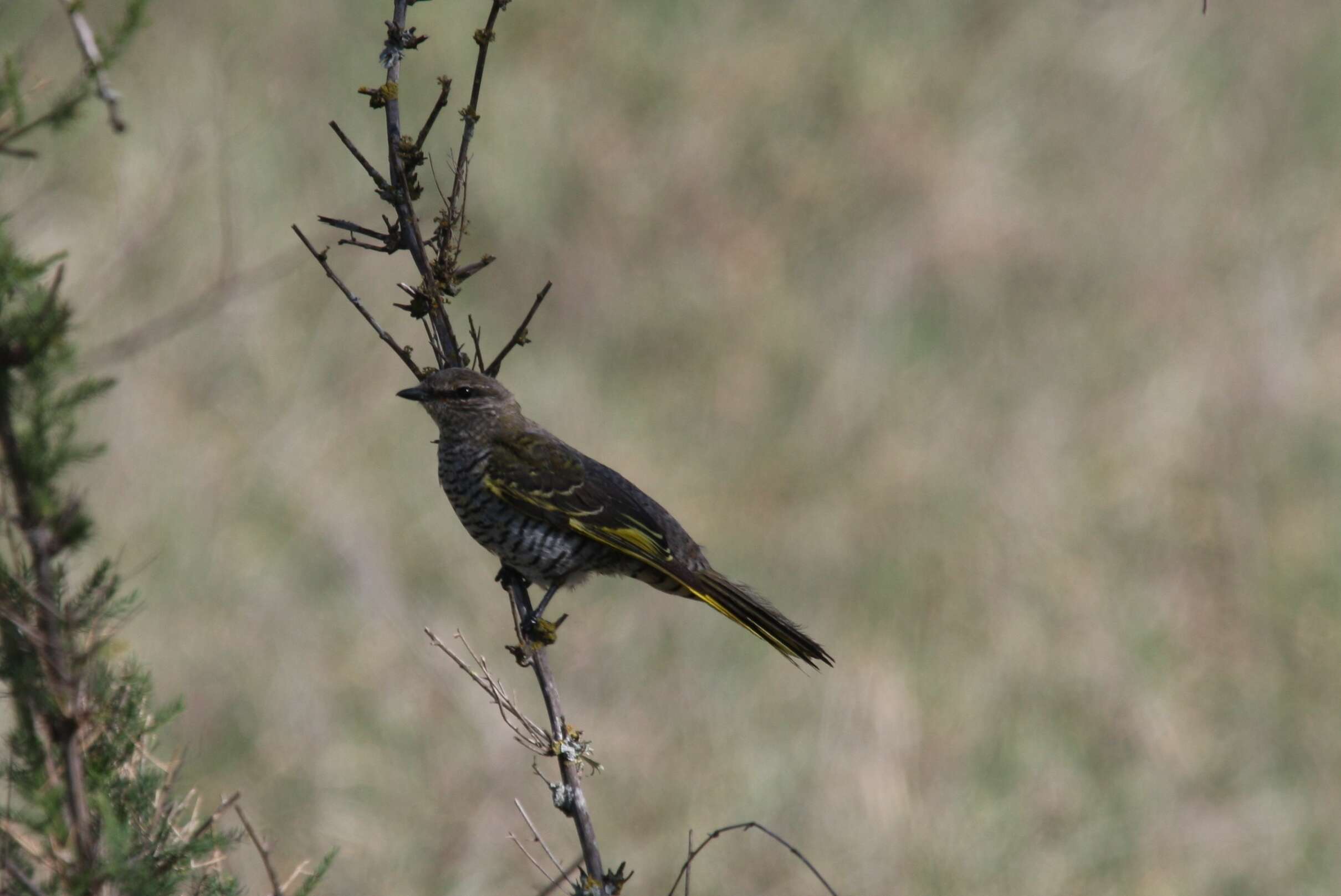 Image of Campephaga Vieillot 1816