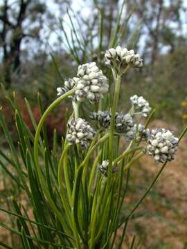 Image of Conospermum mitchellii Meissn.