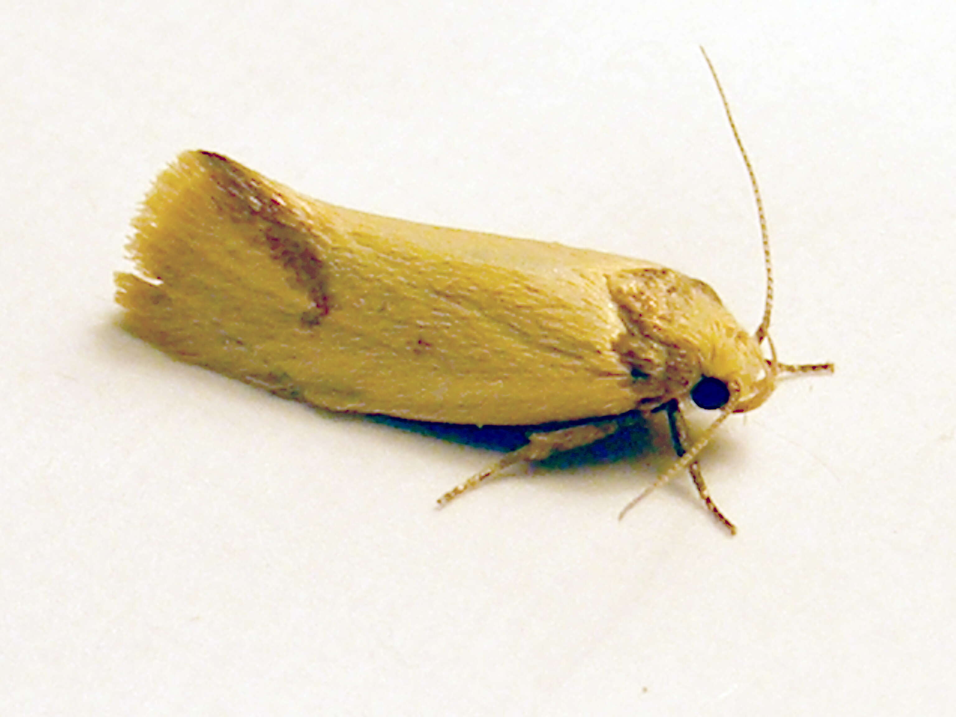 Image of concealer moths