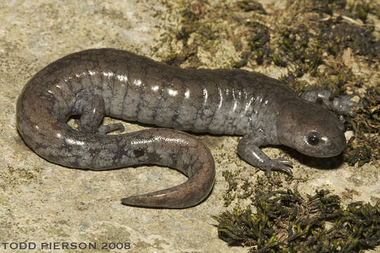 Ambystoma barbouri Kraus & Petranka 1989 resmi