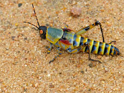 Image of Stink grasshopper