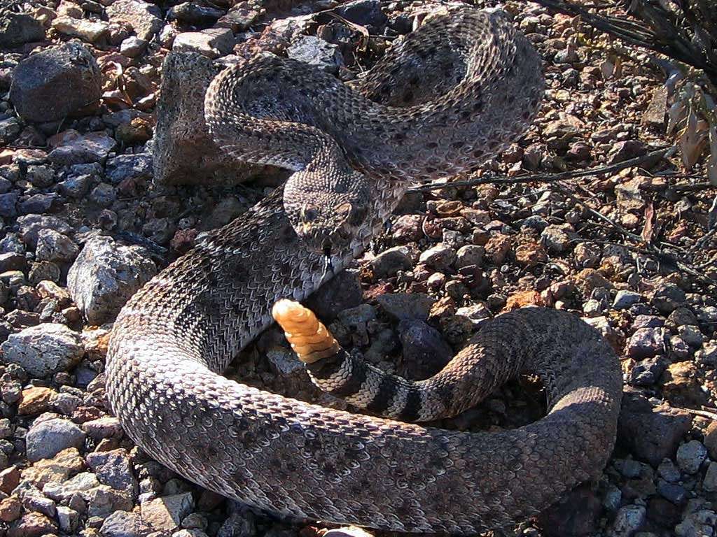 Image of Western Diamond-backed Rattlesnake