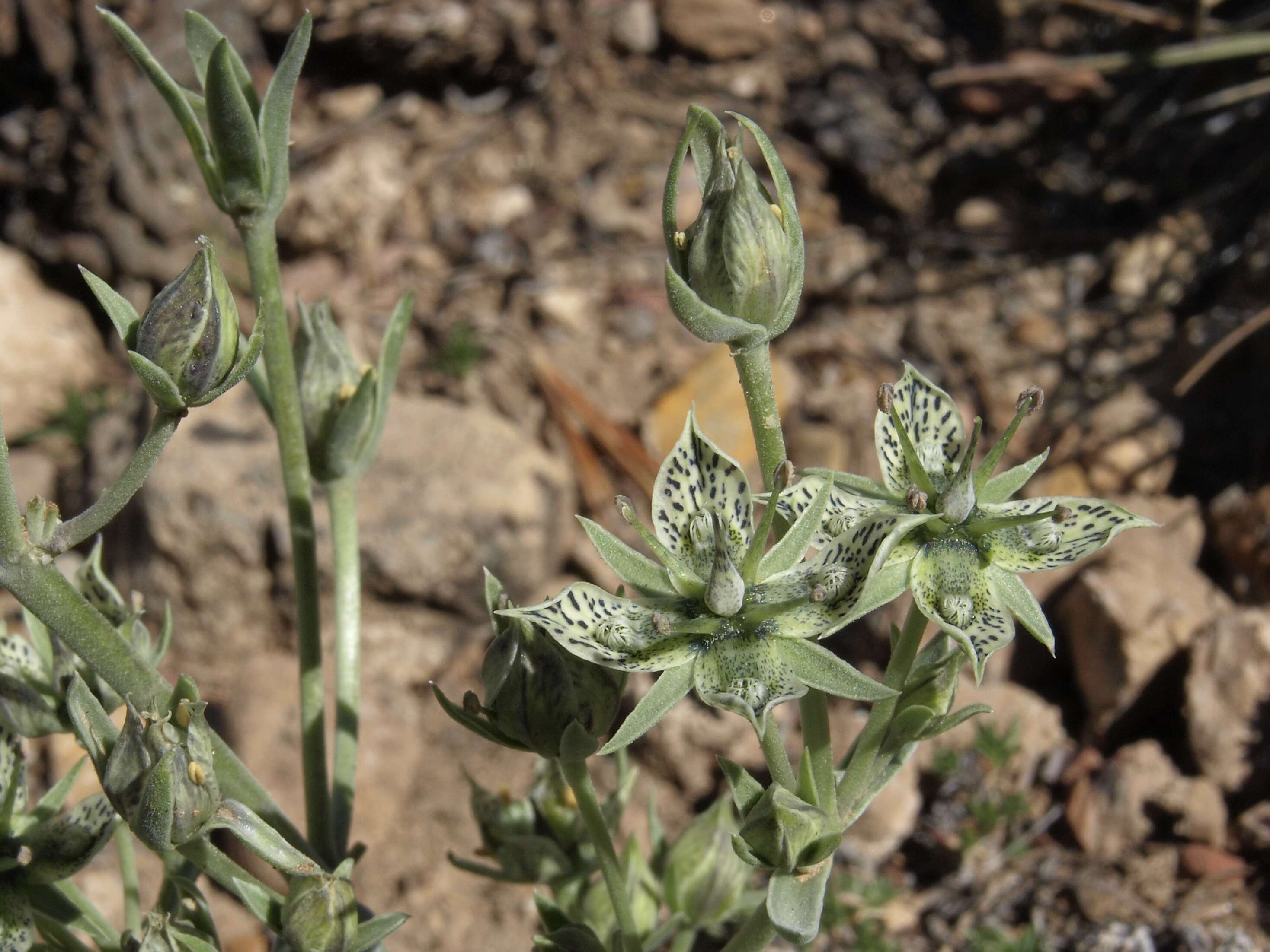 Image of Inyo frasera