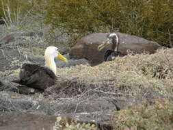 Image of North Pacific albatross