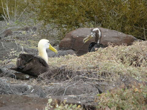 Image of Waved Albatross