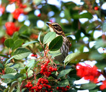 Image of Redwing