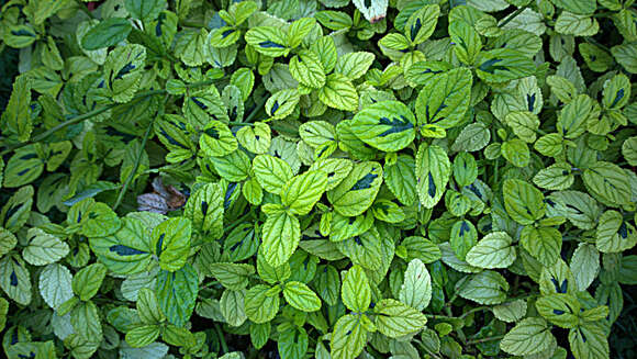 Imagem de Ceanothus griseus (Trel.) Mc Minn