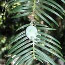 Image of Cephalotaxus harringtonia