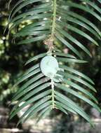 Image of Cephalotaxus harringtonia