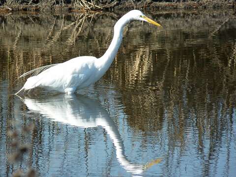 Image of Great Egret