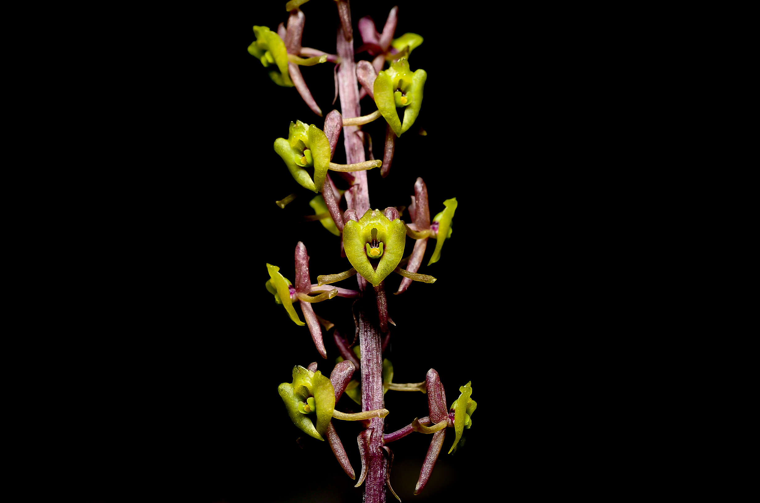 Image of Malaxis callophylla