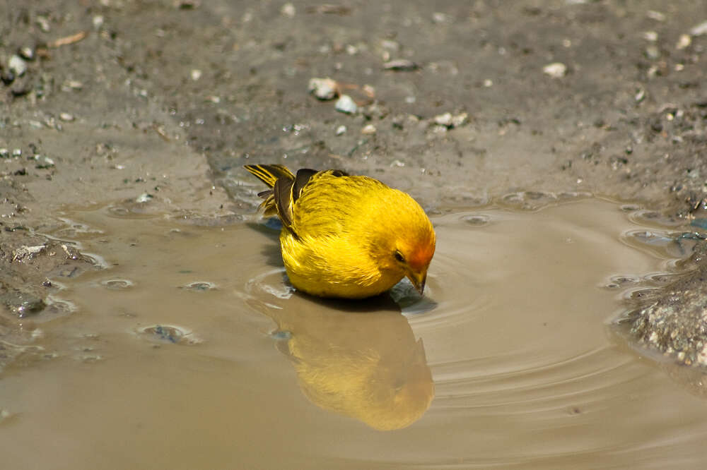 Image of Saffron Finch