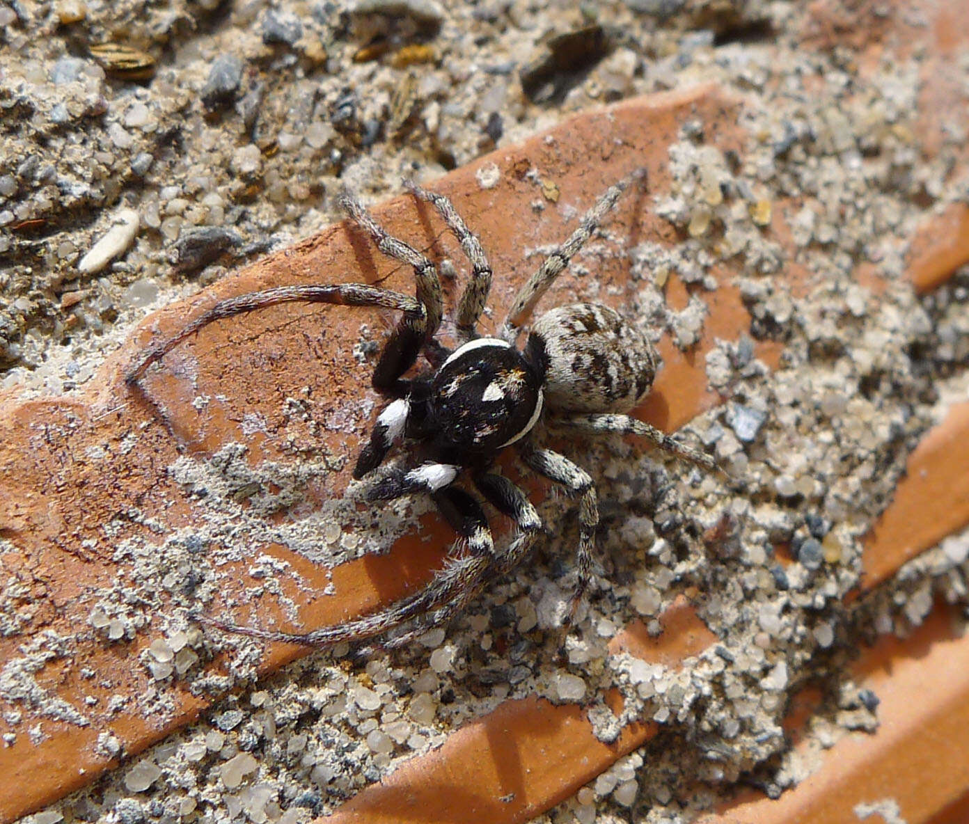 Image of Jumping spider