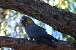 Image of Glossy black cockatoo