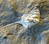Plancia ëd Aporrhaidae Gray 1850