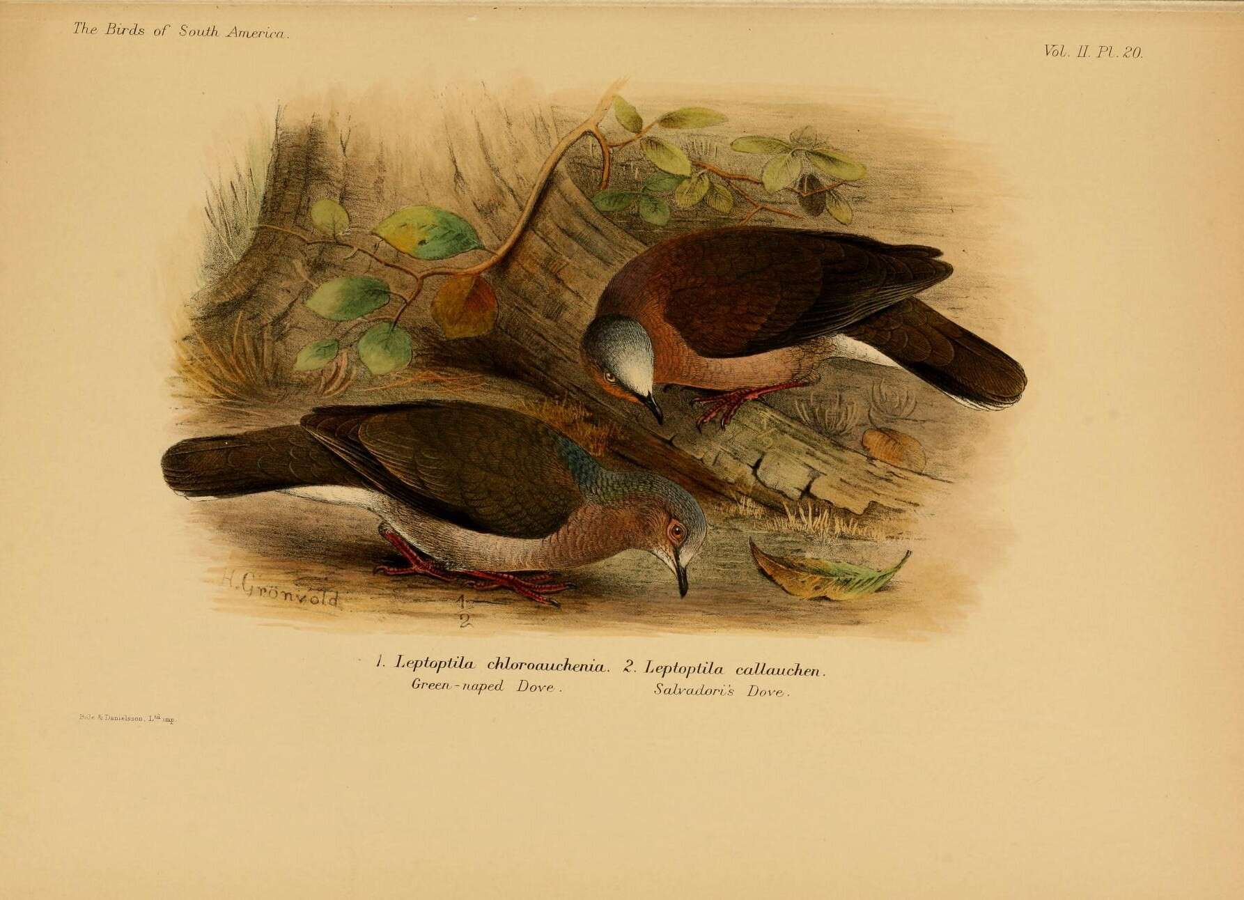 Image of Leptotila Swainson 1837