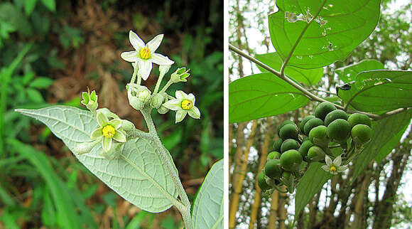 Image of Solanum argenteum Dun. ex Poir.