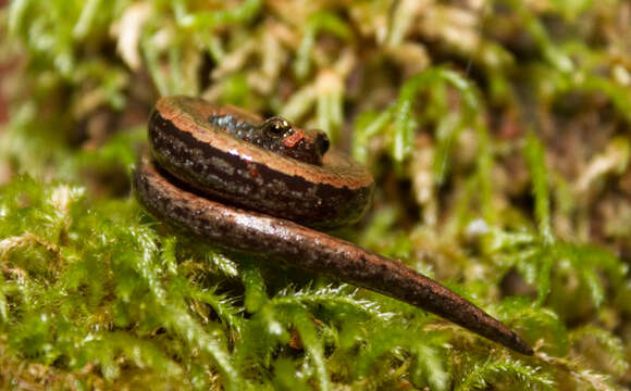 Image of Slender salamander