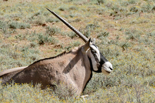 Image of Gemsbok