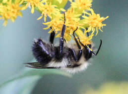 Image of Bumblebees