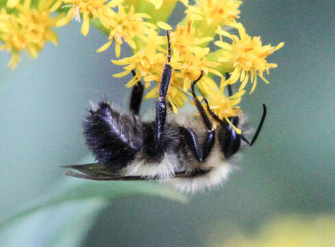 Image de Bourdon fébrile