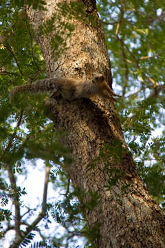 Слика од Heliosciurus Trouessart 1880