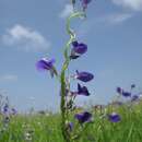 Plancia ëd Utricularia reticulata Sm.