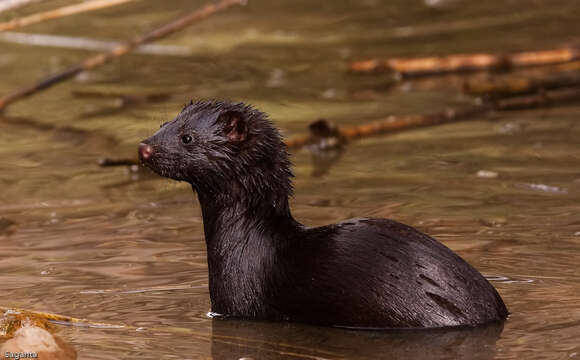 Image of European Mink