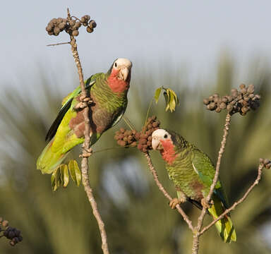 Image of Bahamas Parrot