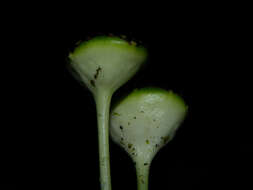 Image of Dorstenia choconiana S. Wats.