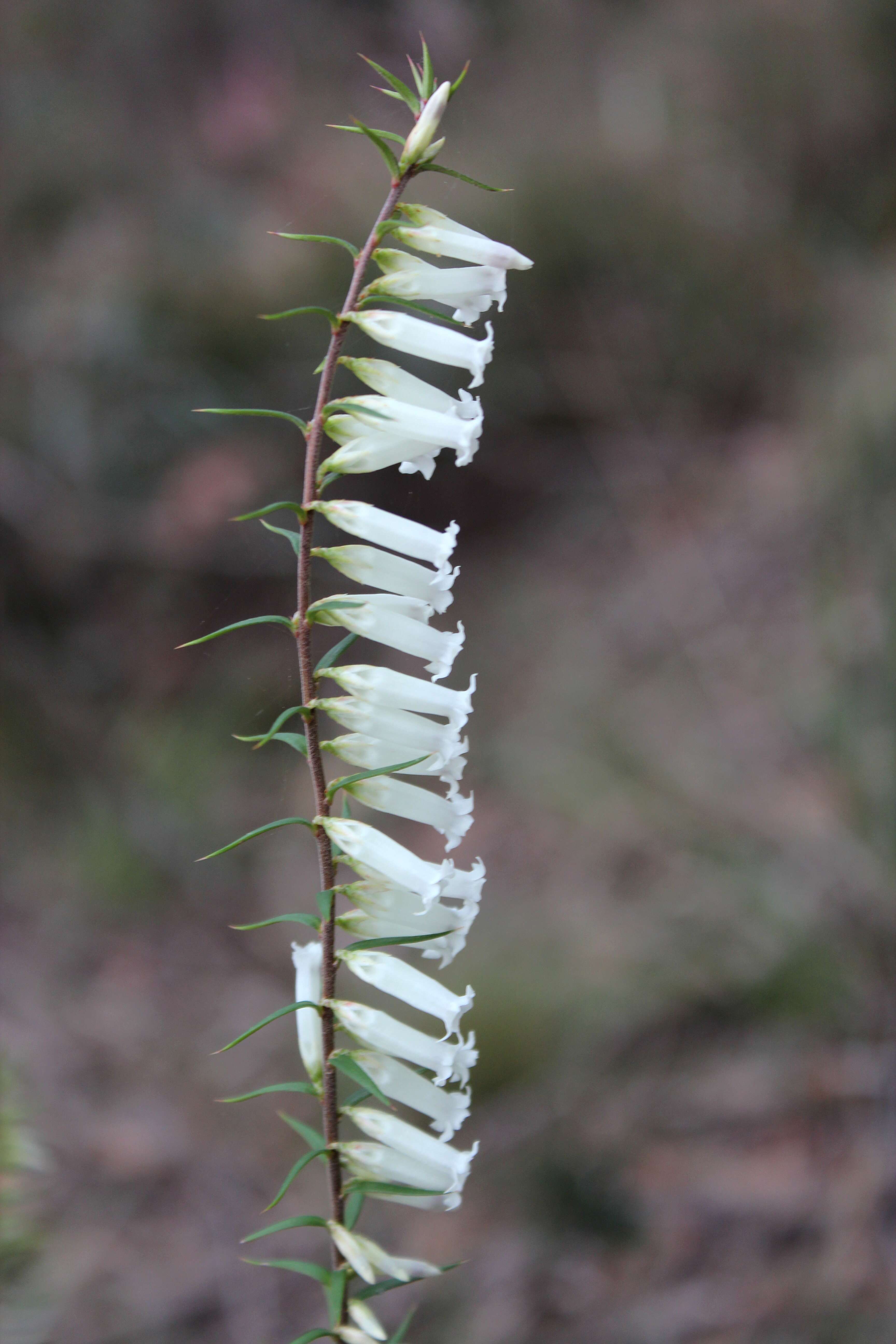 Plancia ëd Epacris impressa Labill.