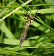 Image of Leptogaster