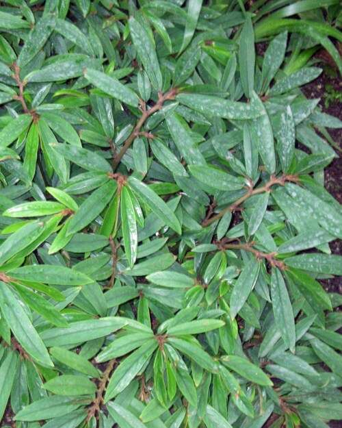 Image of Begonia parilis Irmsch.