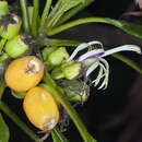 Image de Clermontia parviflora Gaudich. ex A. Gray