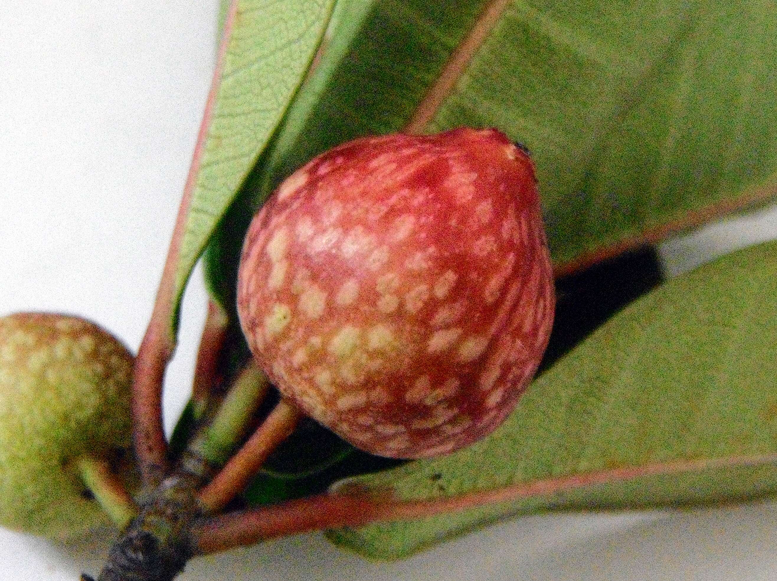 Image of Ficus variolosa Lindl. ex Benth.