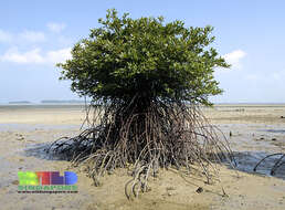 Image of mangrove