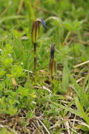 Image of Gentiana verna subsp. verna