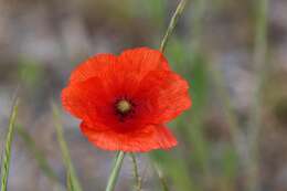 Image of poppy