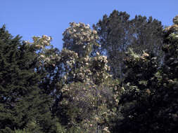 Lyonothamnus floribundus subsp. asplenifolius (Greene) E. Murray的圖片