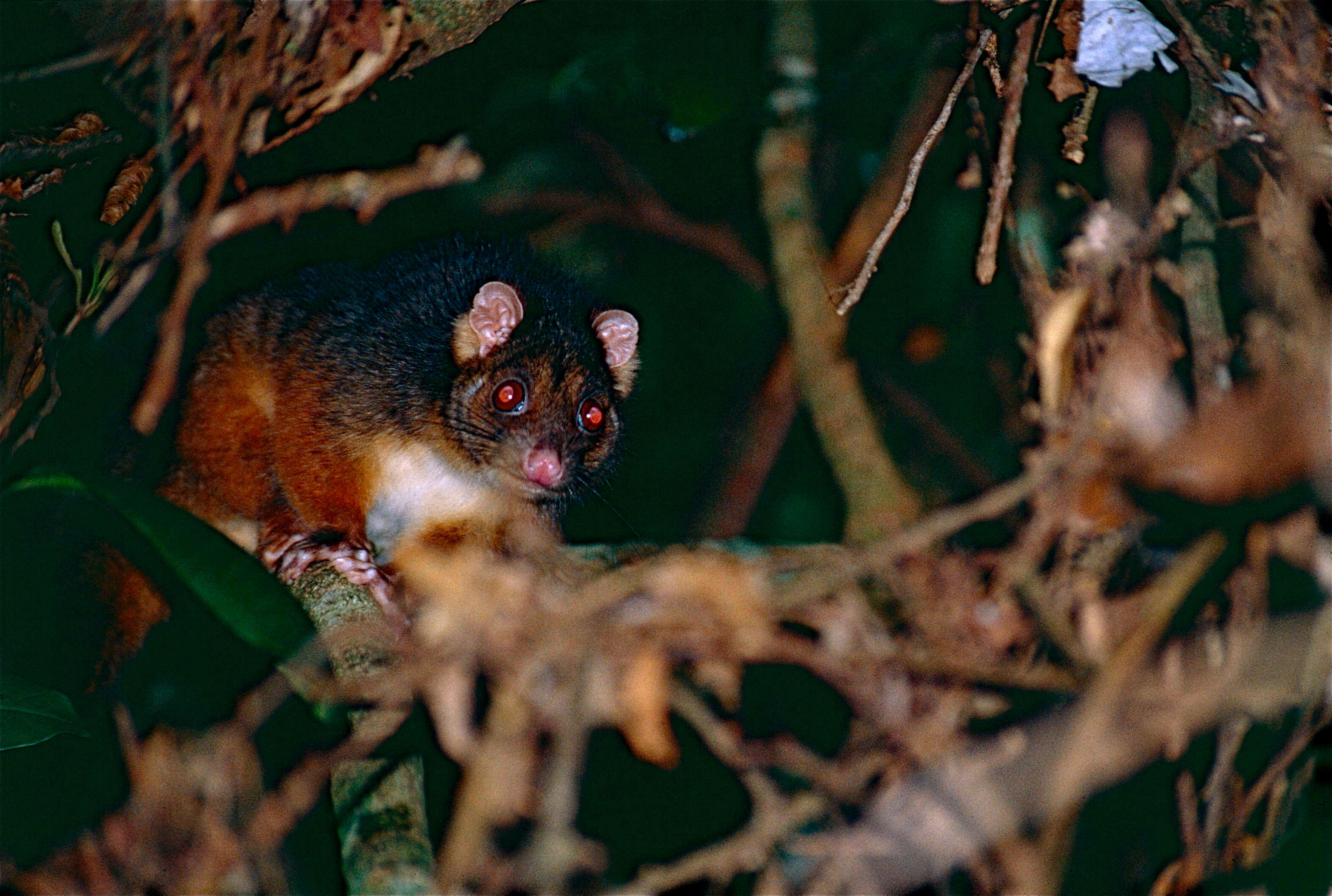 Image of ringtail possums