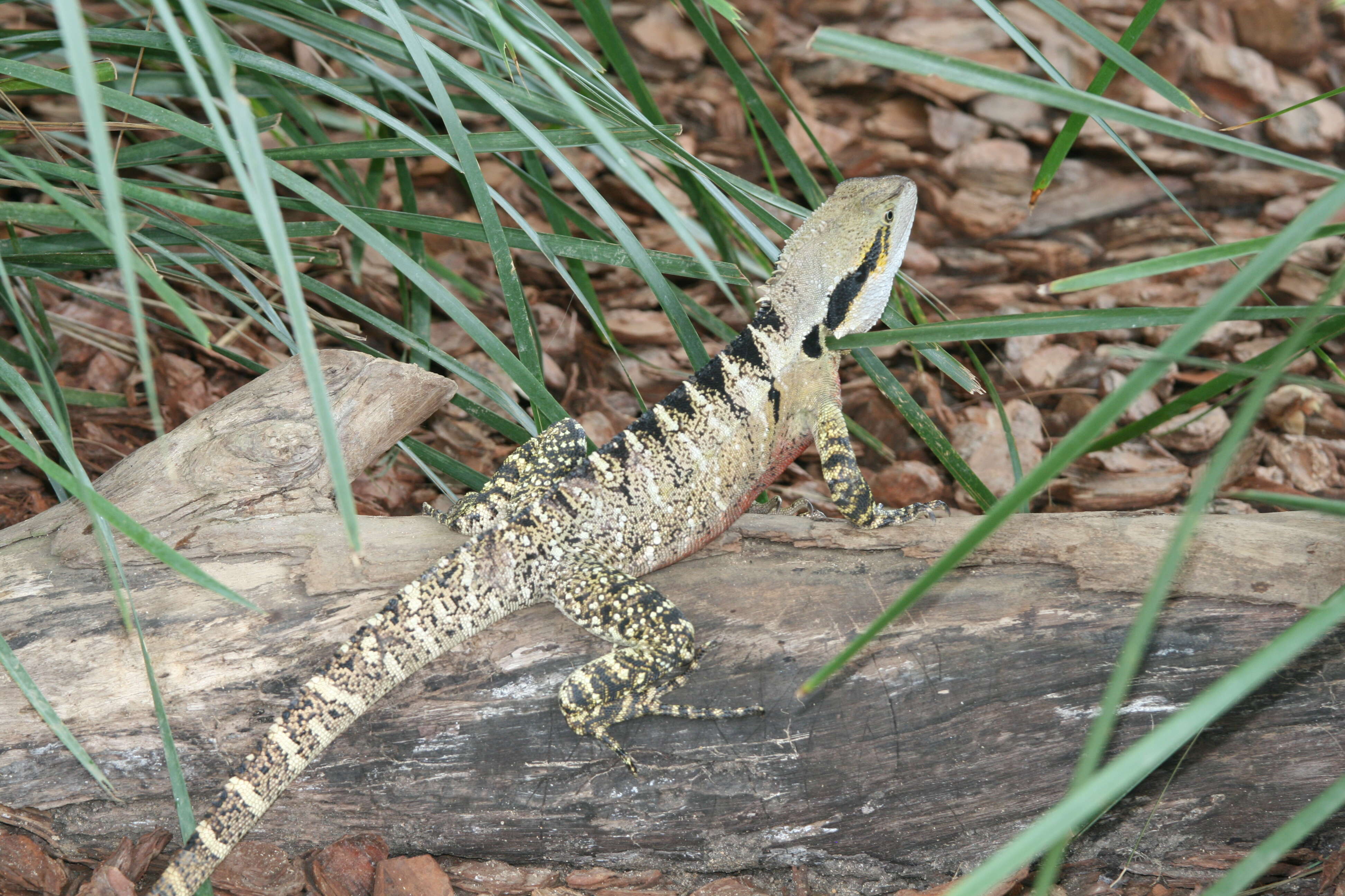 Image of Intellagama lesueurii lesueurii (Gray 1831)